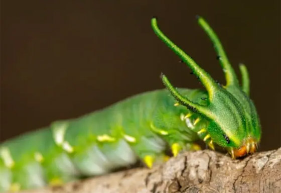 ربما لم ترها أبدا من قبل.. بالصور أغرب 10 حيوانات في العالم صورة رقم 10