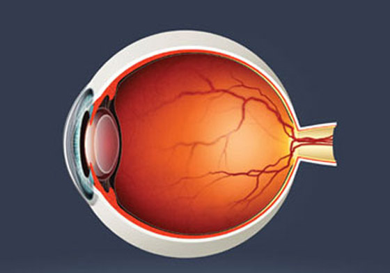 سُمك شبكية العين يكشف مخاطر القلب والرئة َ! صورة رقم 5