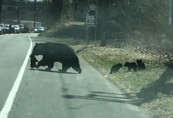 الأم هي الأم.. فيديو طريف لدبة تحاول تجميع أطفالها لحمايتهم صورة رقم 3