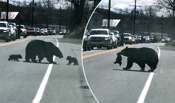 الأم هي الأم.. فيديو طريف لدبة تحاول تجميع أطفالها لحمايتهم صورة رقم 1