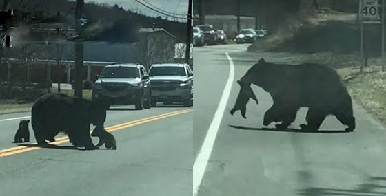 الأم هي الأم.. فيديو طريف لدبة تحاول تجميع أطفالها لحمايتهم صورة رقم 4