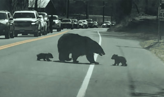 الأم هي الأم.. فيديو طريف لدبة تحاول تجميع أطفالها لحمايتهم صورة رقم 5