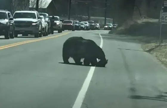 الأم هي الأم.. فيديو طريف لدبة تحاول تجميع أطفالها لحمايتهم صورة رقم 6