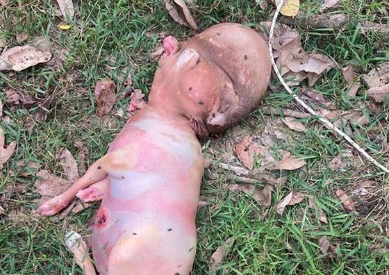 ولادة عجل مشوه غريب الشكل: رأس وأذرع مشابهة للإنسان! صورة رقم 2
