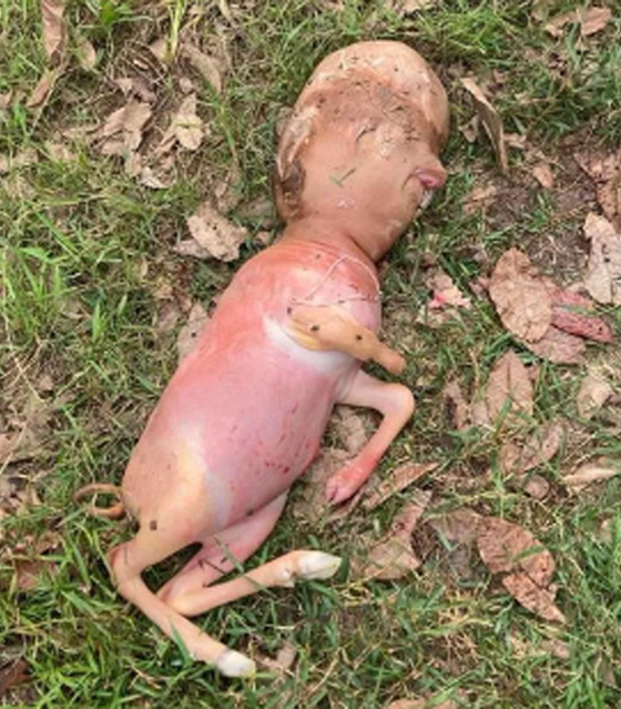 ولادة عجل مشوه غريب الشكل: رأس وأذرع مشابهة للإنسان! صورة رقم 1