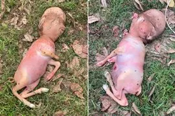 ولادة عجل مشوه غريب الشكل: رأس وأذرع مشابهة للإنسان! صورة رقم 4