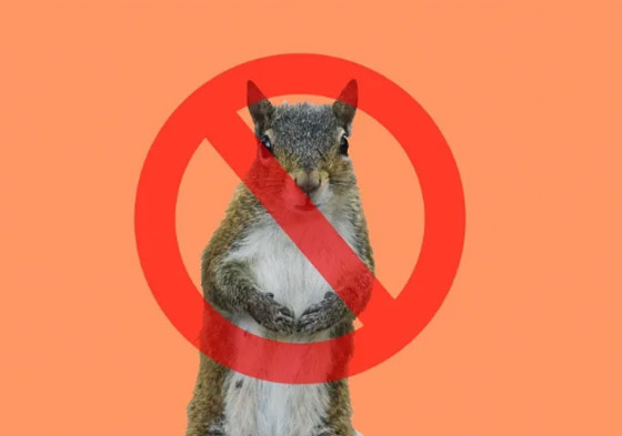  أشياء غريبة مُنعت من دخول البيت الأبيض على مر التاريخ! صورة رقم 5