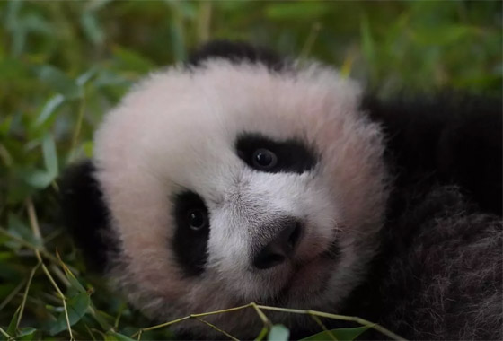 (كاتيوشا).. مغامرات صغير الباندا في حديقة حيوان موسكو الروسية صورة رقم 1