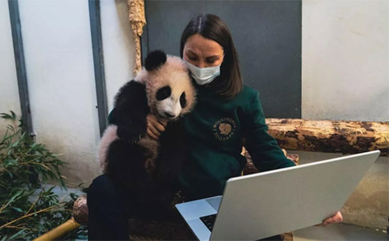 (كاتيوشا).. مغامرات صغير الباندا في حديقة حيوان موسكو الروسية صورة رقم 2