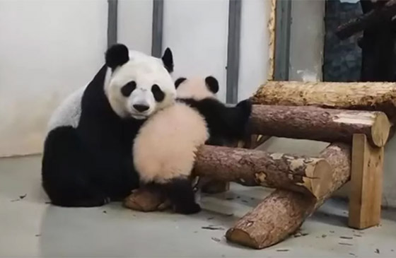 (كاتيوشا).. مغامرات صغير الباندا في حديقة حيوان موسكو الروسية صورة رقم 3