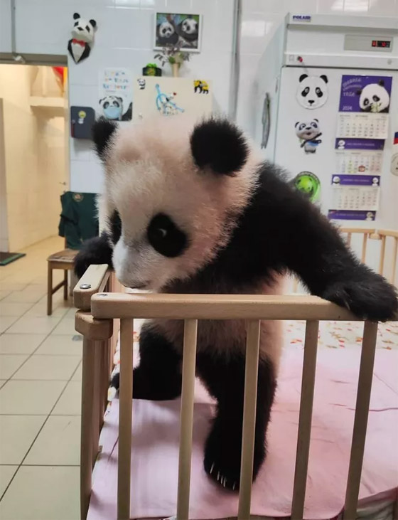 (كاتيوشا).. مغامرات صغير الباندا في حديقة حيوان موسكو الروسية صورة رقم 4