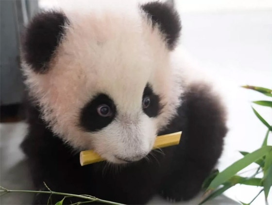 (كاتيوشا).. مغامرات صغير الباندا في حديقة حيوان موسكو الروسية صورة رقم 5