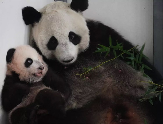 (كاتيوشا).. مغامرات صغير الباندا في حديقة حيوان موسكو الروسية صورة رقم 6