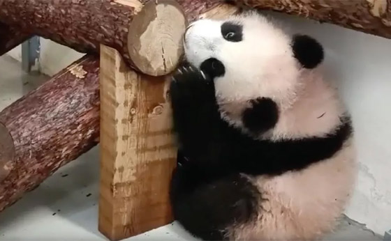 (كاتيوشا).. مغامرات صغير الباندا في حديقة حيوان موسكو الروسية صورة رقم 7