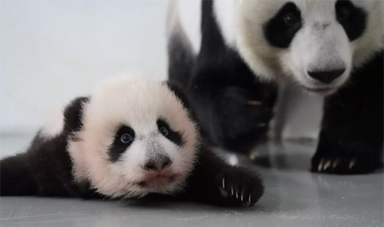 (كاتيوشا).. مغامرات صغير الباندا في حديقة حيوان موسكو الروسية صورة رقم 8