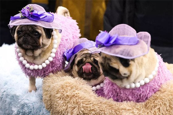 صور مضحكة لأبرز أحداث الأسبوع حول العالم صورة رقم 1