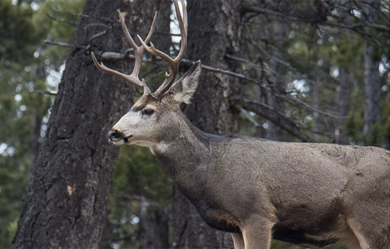بينها 3 محميات بإفريقيا.. أفضل 9 أماكن لاستكشاف الحياة البرية حول العالم صورة رقم 1