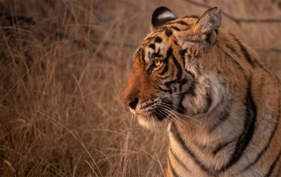 بينها 3 محميات بإفريقيا.. أفضل 9 أماكن لاستكشاف الحياة البرية حول العالم صورة رقم 4