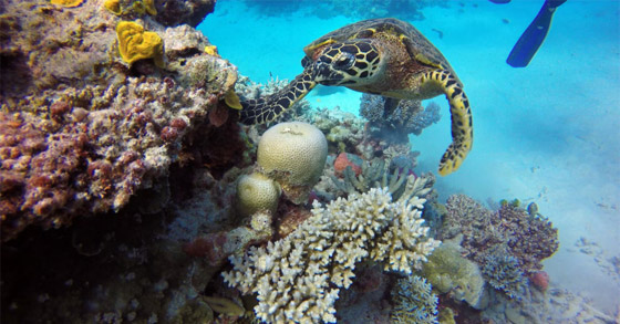 بينها 3 محميات بإفريقيا.. أفضل 9 أماكن لاستكشاف الحياة البرية حول العالم صورة رقم 5