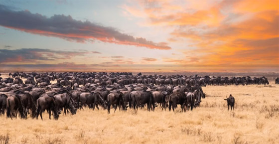 بينها 3 محميات بإفريقيا.. أفضل 9 أماكن لاستكشاف الحياة البرية حول العالم صورة رقم 9