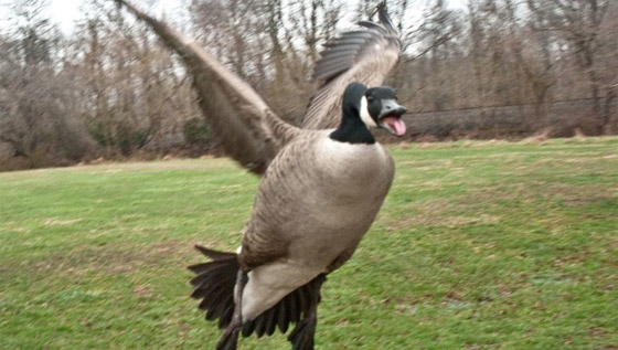 أمريكا: مصرع 3 مسعفين والمشتبه به إوزة صورة رقم 1