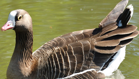 أمريكا: مصرع 3 مسعفين والمشتبه به إوزة صورة رقم 3