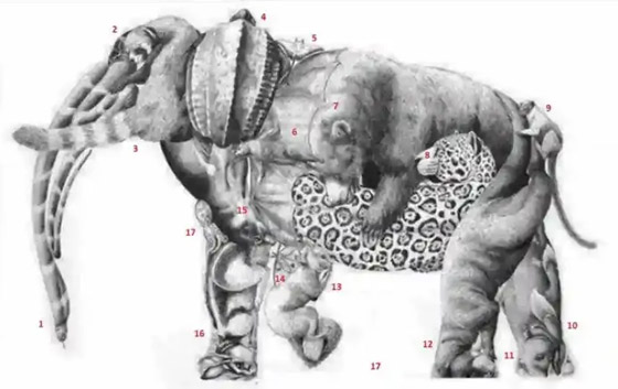 نشط عقلك وحارب ألزهايمر.. كم حيوانا تراه في الصورة؟ صورة رقم 2