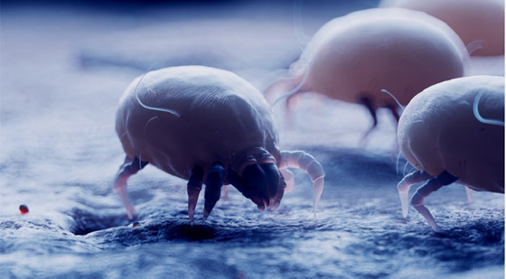 احذروا عثّ الغبار: مخلوقات صغيرة في سريرنا! صورة رقم 1