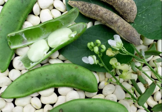 10 أطعمة شائعة ذات خصائص إشعاعية! صورة رقم 2