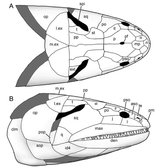 كانت تتنفس الهواء.. سمكة قاتلة عاشت قبل ملايين السنين صورة رقم 2
