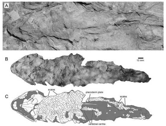 كانت تتنفس الهواء.. سمكة قاتلة عاشت قبل ملايين السنين صورة رقم 4