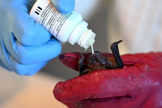 (الأم الوطواط).. سيدة بولندية تعتني بمئات الخفافيش داخل شقتها صورة رقم 2