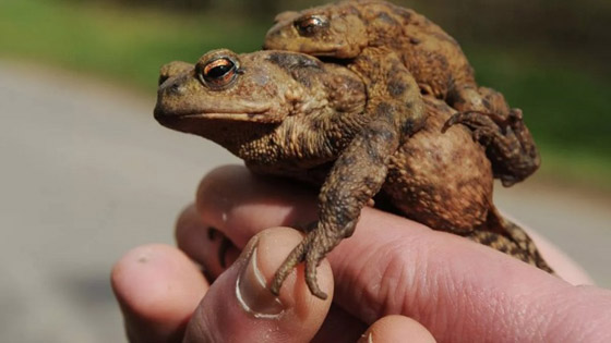 الضفادع تغلق طريقاً في بريطانيا لمدة 6 أسابيع ! صورة رقم 2