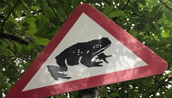 الضفادع تغلق طريقاً في بريطانيا لمدة 6 أسابيع ! صورة رقم 3