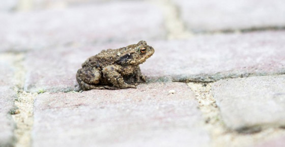 الضفادع تغلق طريقاً في بريطانيا لمدة 6 أسابيع ! صورة رقم 4