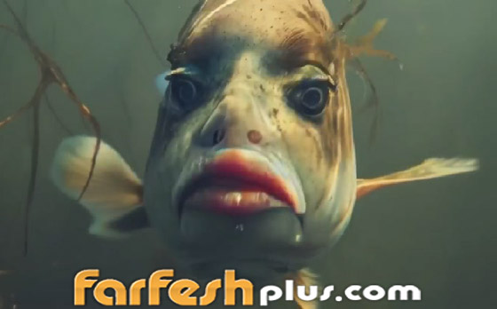 أسماك بوجوه بشرية.. صور وفيديوهات غريبة تجتاح التواصل! صورة رقم 4