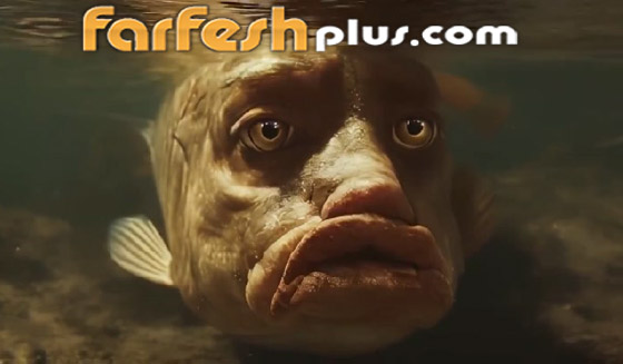 أسماك بوجوه بشرية.. صور وفيديوهات غريبة تجتاح التواصل! صورة رقم 6