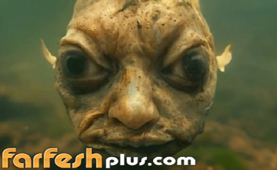 أسماك بوجوه بشرية.. صور وفيديوهات غريبة تجتاح التواصل! صورة رقم 7