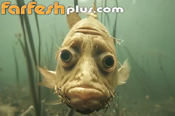 أسماك بوجوه بشرية.. صور وفيديوهات غريبة تجتاح التواصل! صورة رقم 11