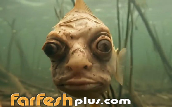 أسماك بوجوه بشرية.. صور وفيديوهات غريبة تجتاح التواصل! صورة رقم 12