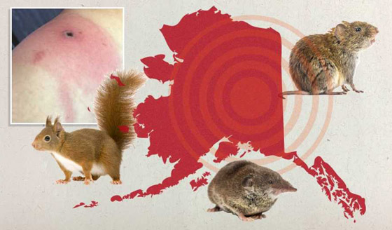 فيروس جديد يقتل أول مصاب به.. ماذا نعرف عن (جدري آلاسكا) ونصائح السلطات الصحية لتجنبه صورة رقم 3 فيروس جديد يقتل أول مصاب به.. ماذا نعرف عن (جدري آلاسكا) ونصائح السلطات الصحية لتجنبه صورة رقم 3