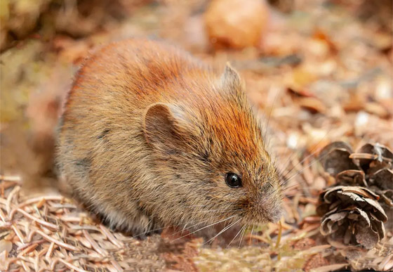 فيروس جديد يقتل أول مصاب به.. ماذا نعرف عن (جدري آلاسكا) ونصائح السلطات الصحية لتجنبه صورة رقم 9 فيروس جديد يقتل أول مصاب به.. ماذا نعرف عن (جدري آلاسكا) ونصائح السلطات الصحية لتجنبه صورة رقم 9