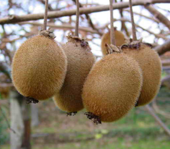 فوائد مذهلة.. الكيوي يحسن صحتك العقلية في 4 أيام فقط صورة رقم 6