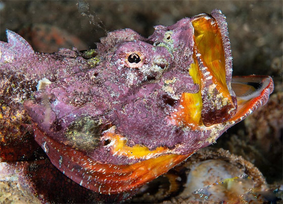 كأنها شيطان صغير يمشي.. هكذا بدت سمكة العقرب الشيطانية بقاع بحر الأردن صورة رقم 3