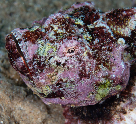 كأنها شيطان صغير يمشي.. هكذا بدت سمكة العقرب الشيطانية بقاع بحر الأردن صورة رقم 5