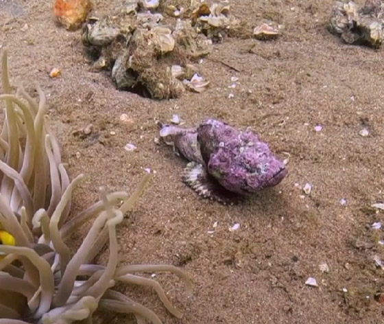 كأنها شيطان صغير يمشي.. هكذا بدت سمكة العقرب الشيطانية بقاع بحر الأردن صورة رقم 1