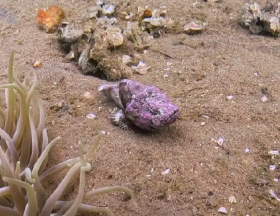 كأنها شيطان صغير يمشي.. هكذا بدت سمكة العقرب الشيطانية بقاع بحر الأردن صورة رقم 2