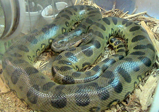 وزنها نصف طن.. اكتشاف أكبر وأثقل أنواع الثعابين في العالم (صور) صورة رقم 5