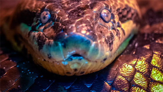 وزنها نصف طن.. اكتشاف أكبر وأثقل أنواع الثعابين في العالم (صور) صورة رقم 2