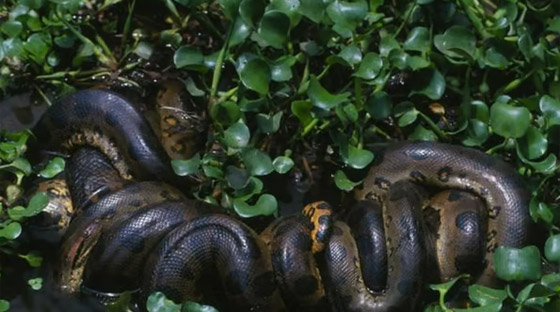 وزنها نصف طن.. اكتشاف أكبر وأثقل أنواع الثعابين في العالم (صور) صورة رقم 4